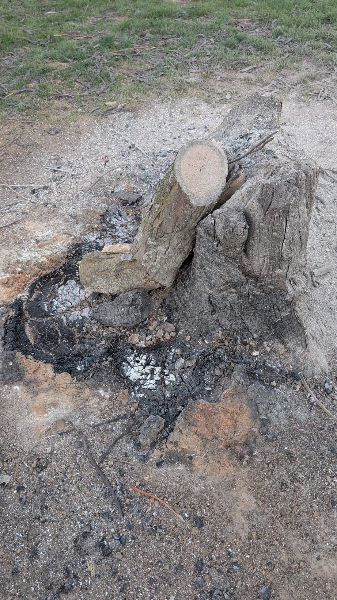 Burning Stumps, Shifting Seasons, and Holy Week