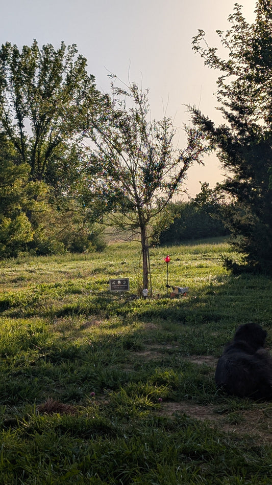 The Weeping Willow, "Shotgun," and the Power of Intentional Relationships